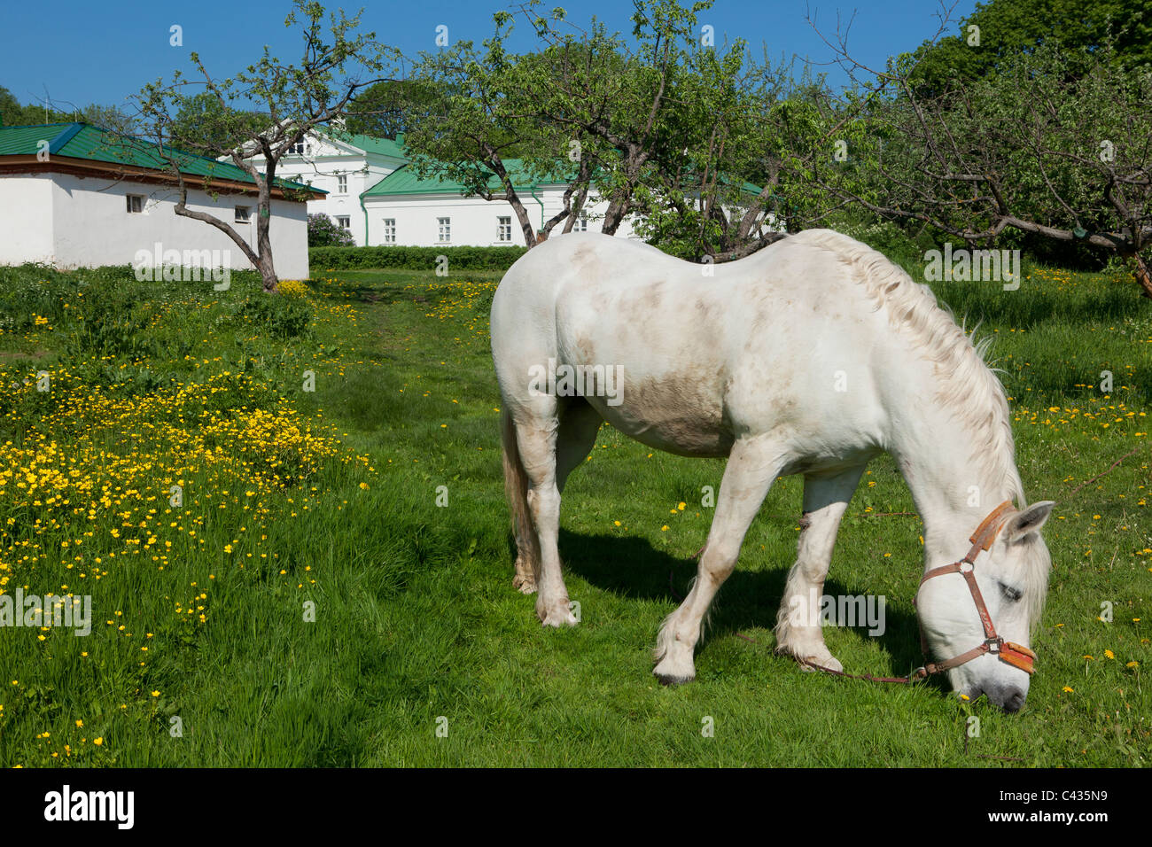 Cavallo Bianco al pascolo fuori la casa Volkonsky presso Leo Tolstoj Estate in Yasnaya Polyana, Russia Foto Stock
