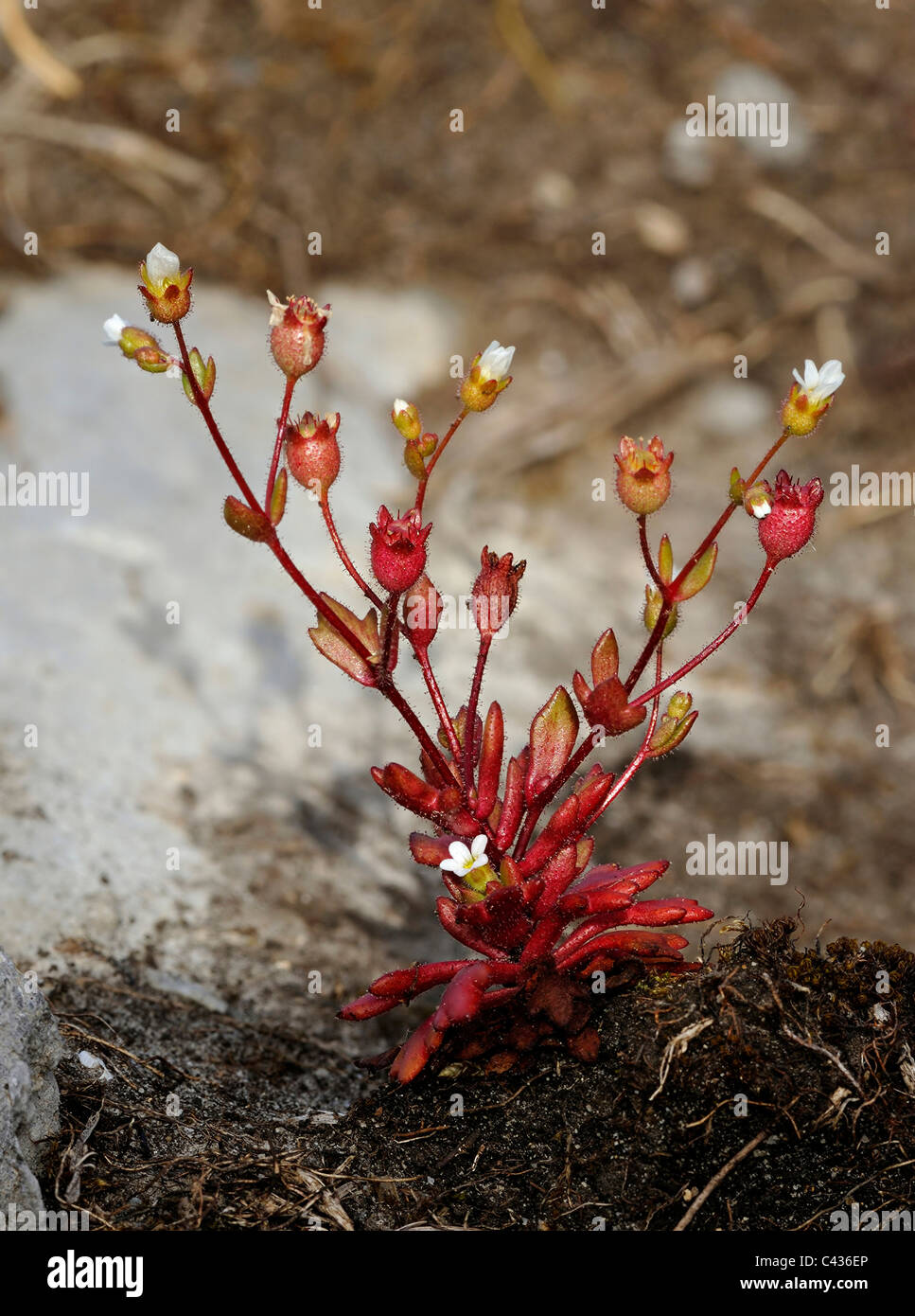 Rue-lasciava Sassifraga - Saxifraga tridactylites, a Burren Foto Stock