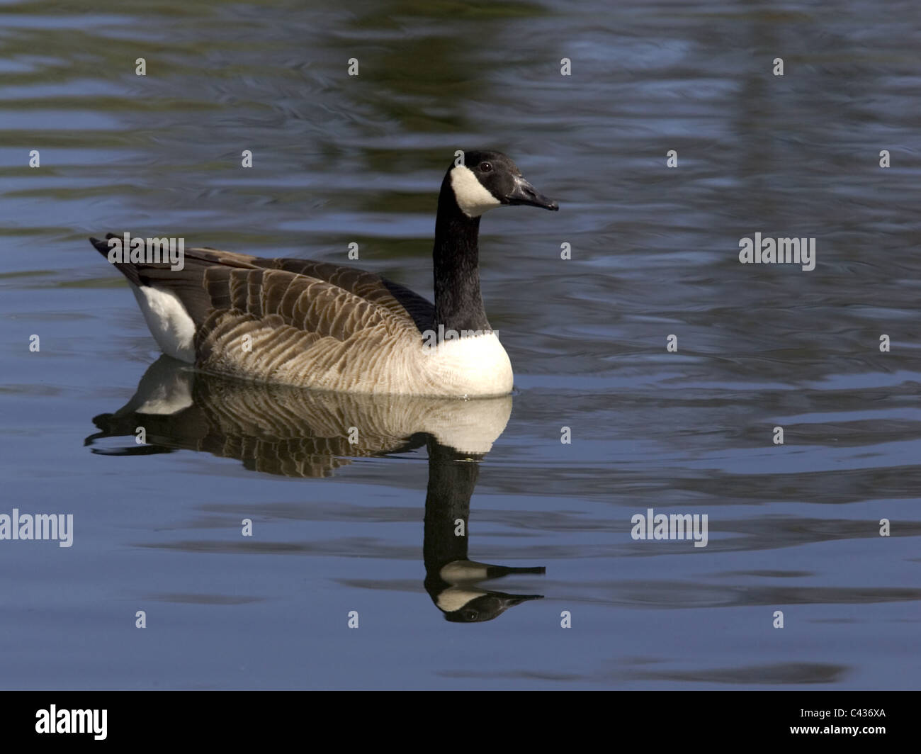 Canada Goose nuoto con la riflessione Foto Stock