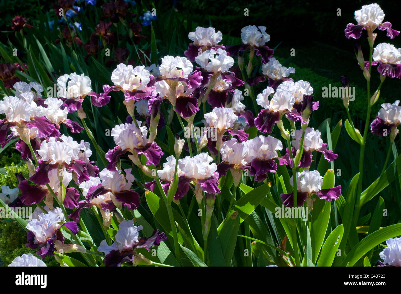 Iris vacanza brasiliano, Giardino Botanico, Madrid, Spagna Foto Stock