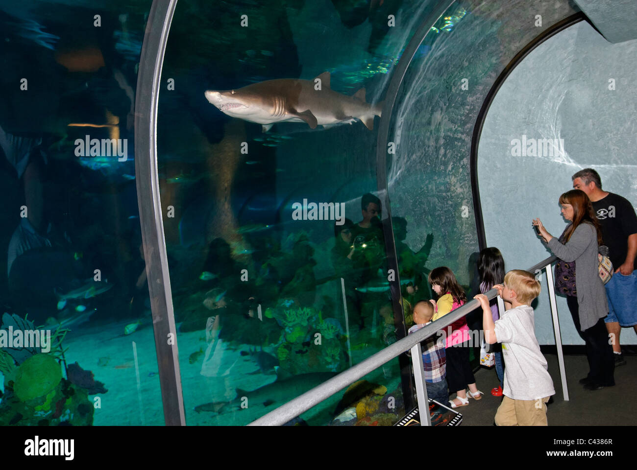 Il popolarissimo Shark incontro presentano al SeaWorld. Foto Stock