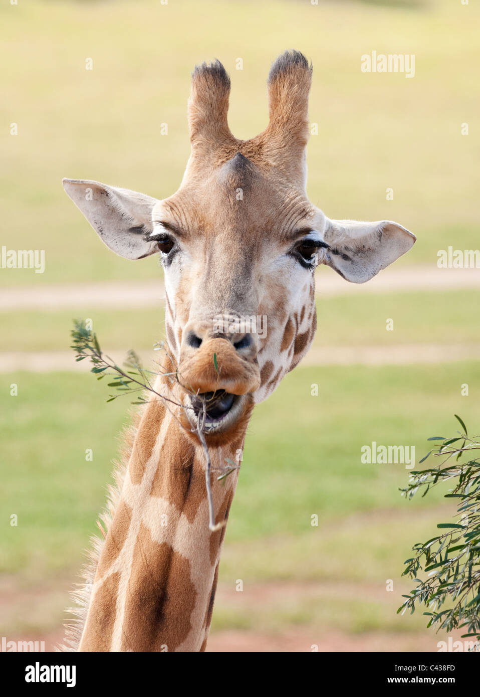 Giraffa africana in ambiente naturale da vicino Foto Stock