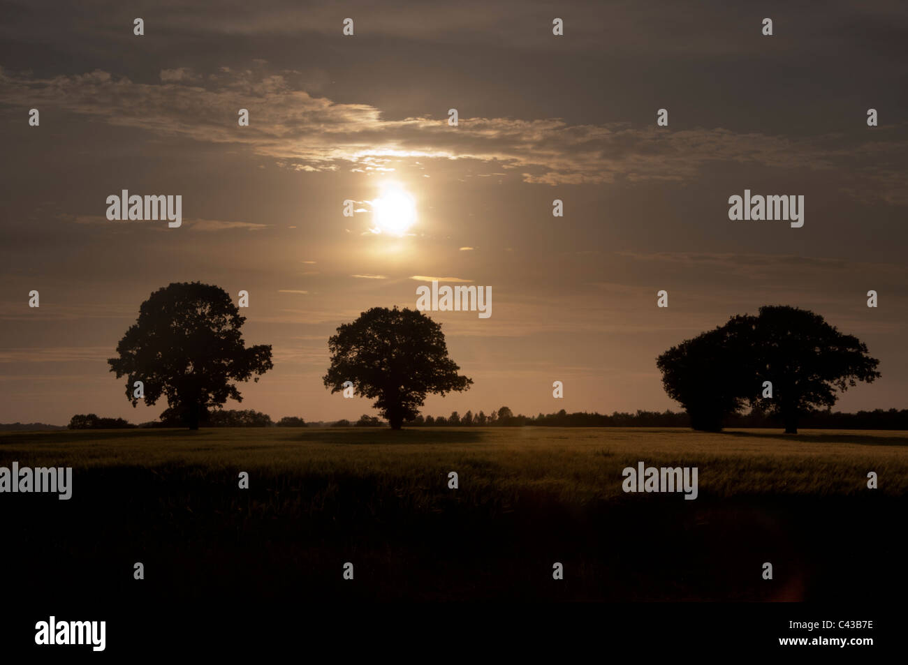 Giovani campo di grano al tramonto tramonto durante la siccità Foto Stock