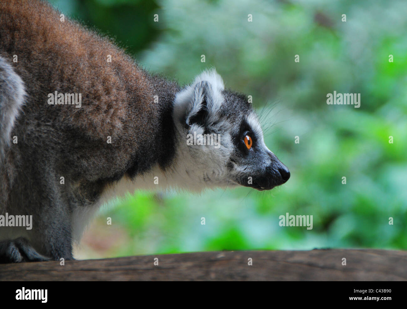 Anello lemure codato, lo Zoo di Taronga, Sydney Australia Foto Stock