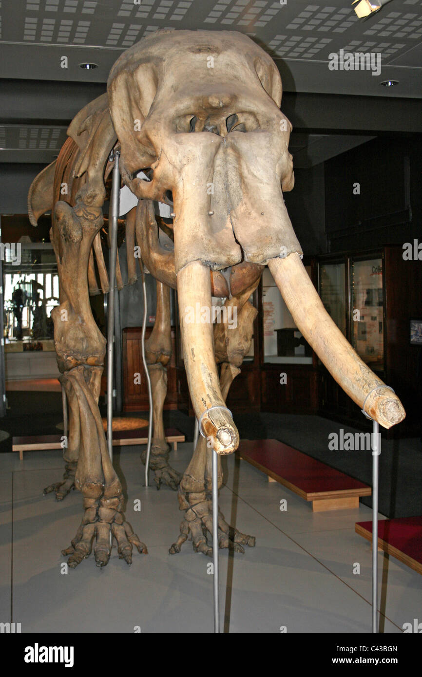 Lo scheletro di un maschio di elefante asiatico chiamato Maharajah ex di Belle Vue giardini zoologici, Manchester, Regno Unito Foto Stock