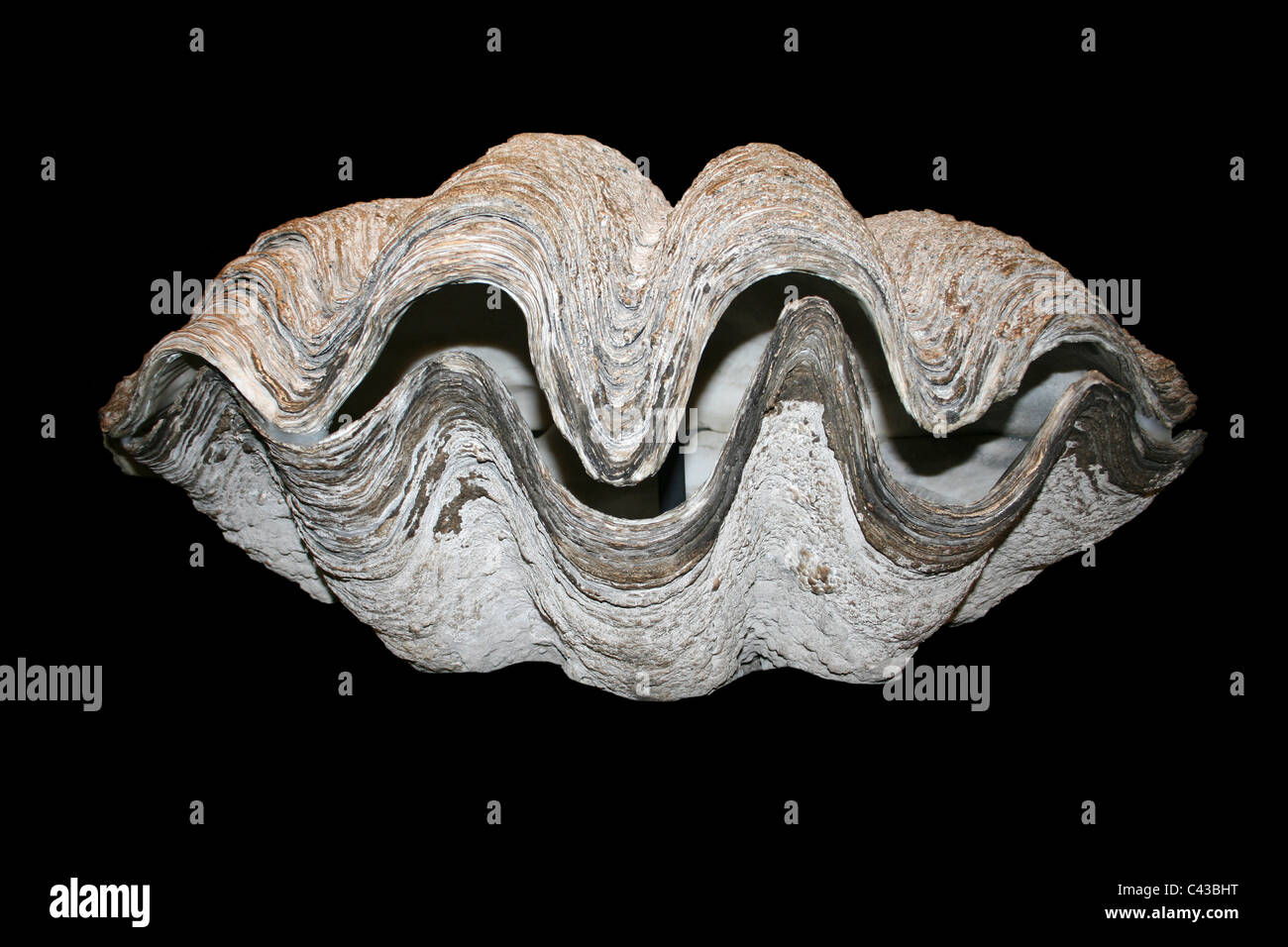 Giant clam shell Tridacna gigas contro uno sfondo nero Foto Stock