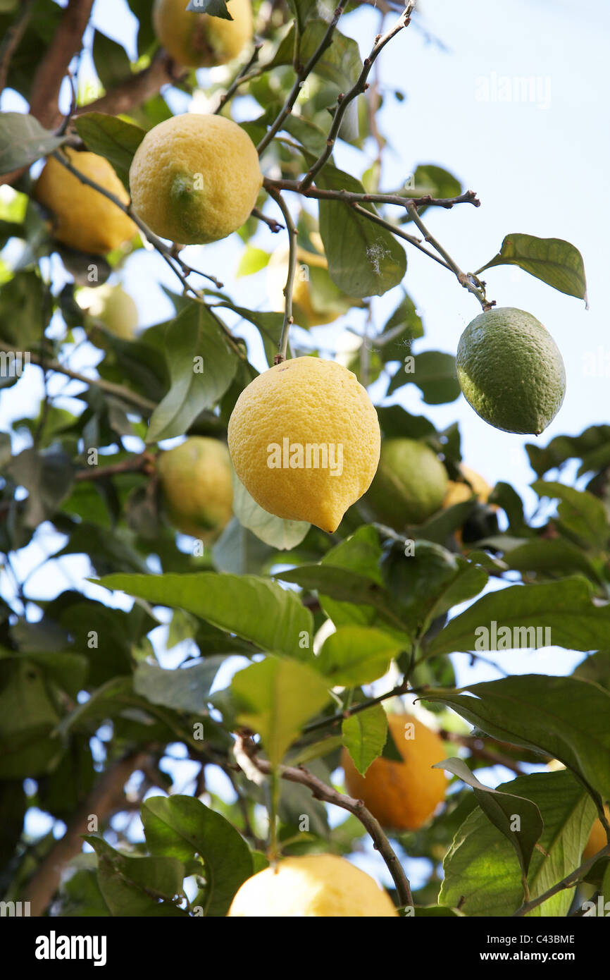 I limoni crescono su un albero di limone. Foto Stock