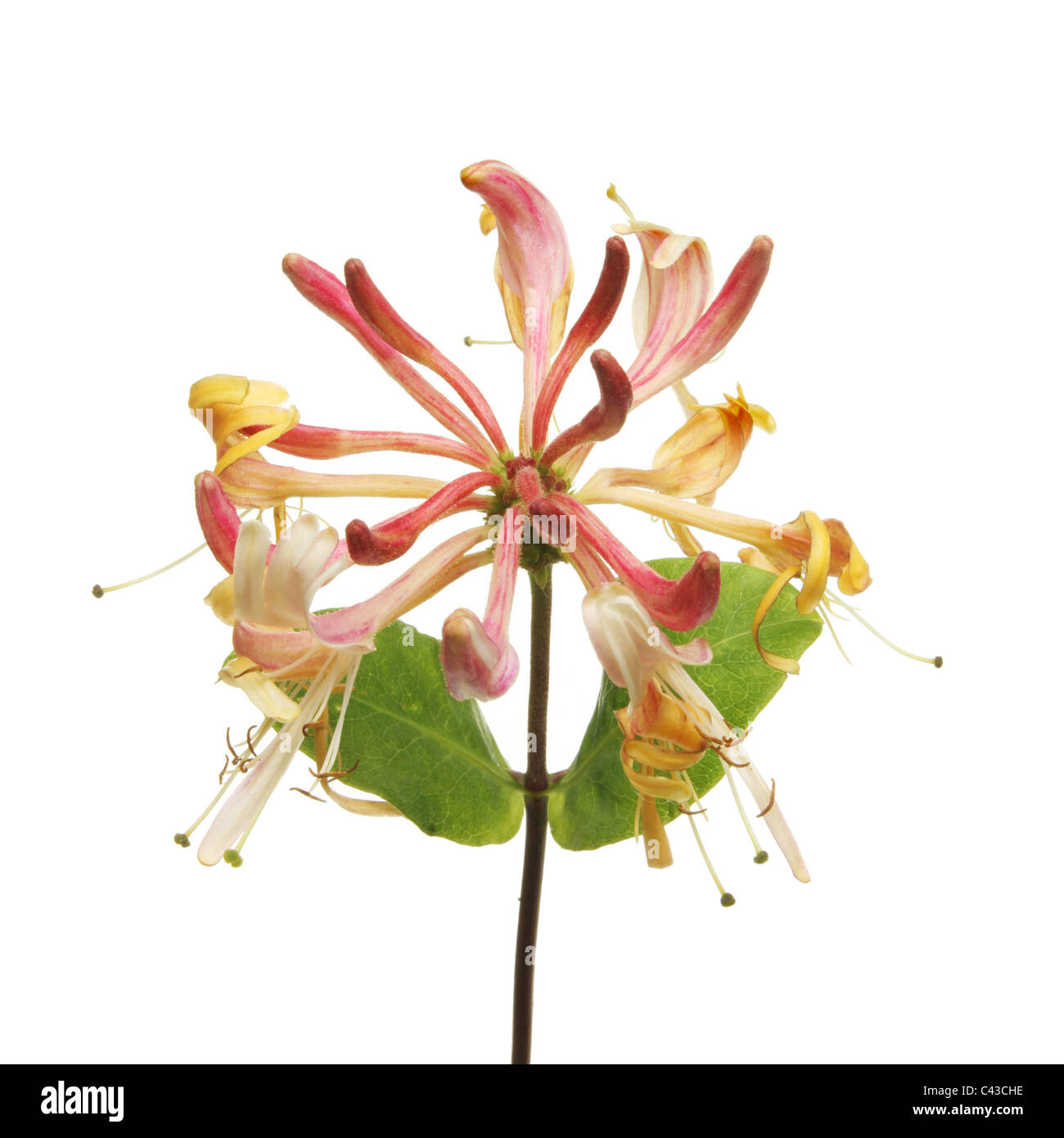 Caprifoglio fiori e foglie isolata contro bianco Foto Stock