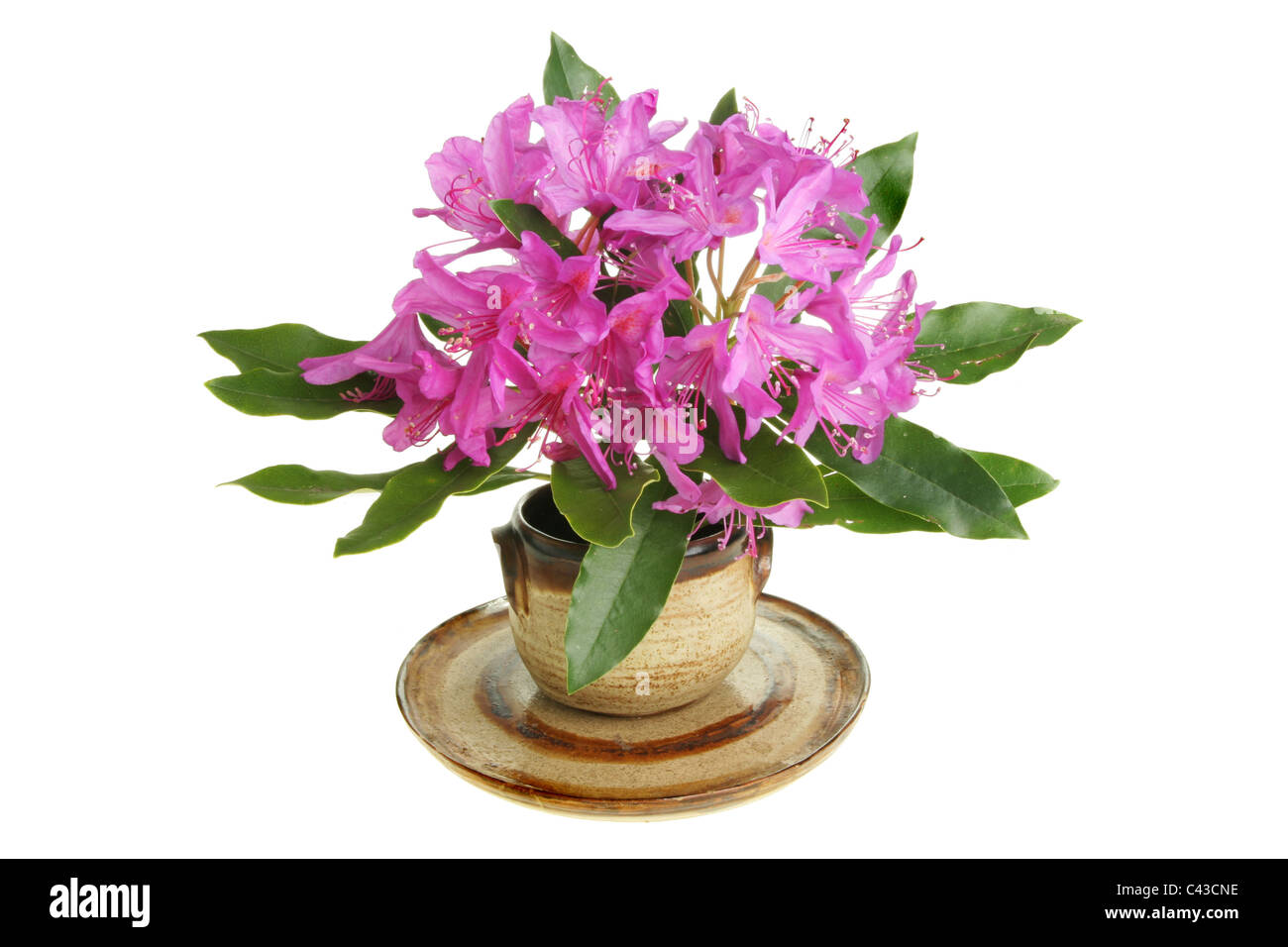 Viola Rhododendron ponticum fiori in un vaso Foto Stock