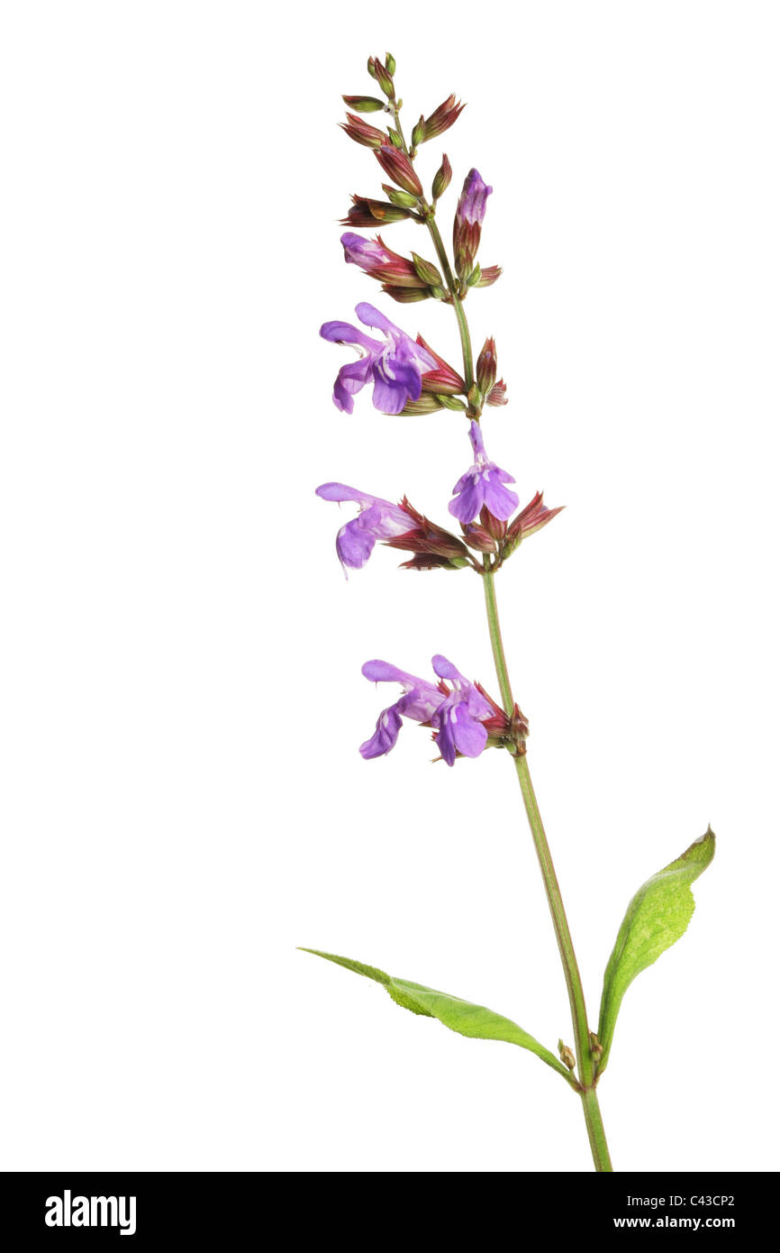 Erba salvia fiori e foglie isolata contro bianco Foto Stock