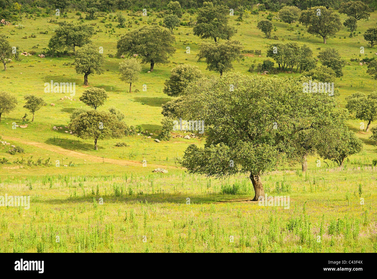 Dehesa 35 Foto Stock