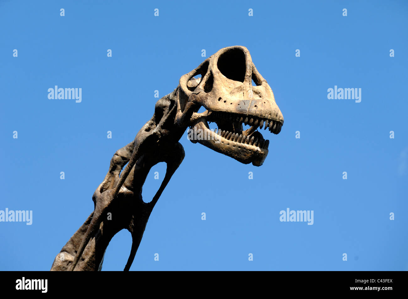 Dinosauro Brachiosaurus collo e testa Foto Stock