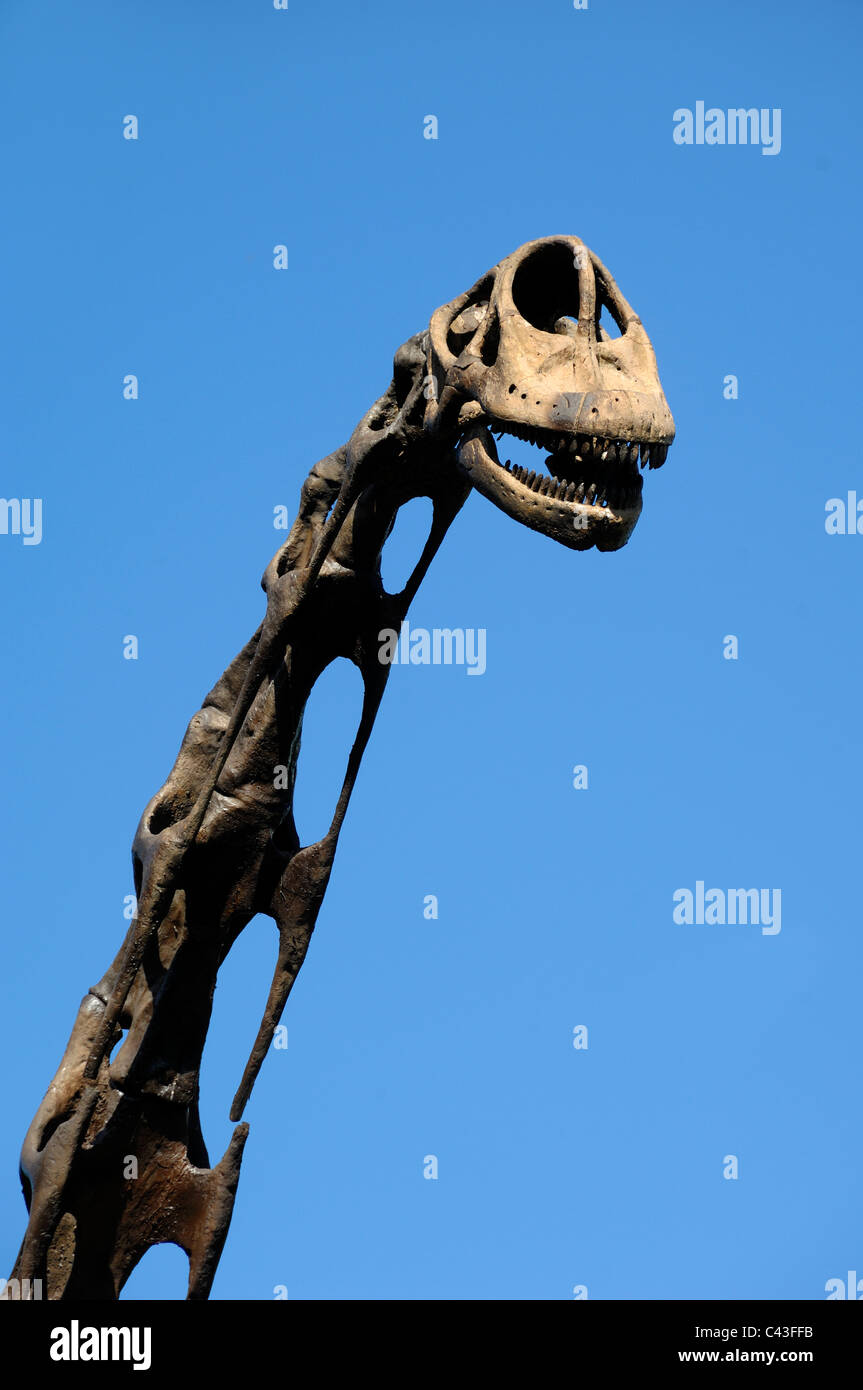 Testa e collo del dinosauro Brachiosaurus Foto Stock