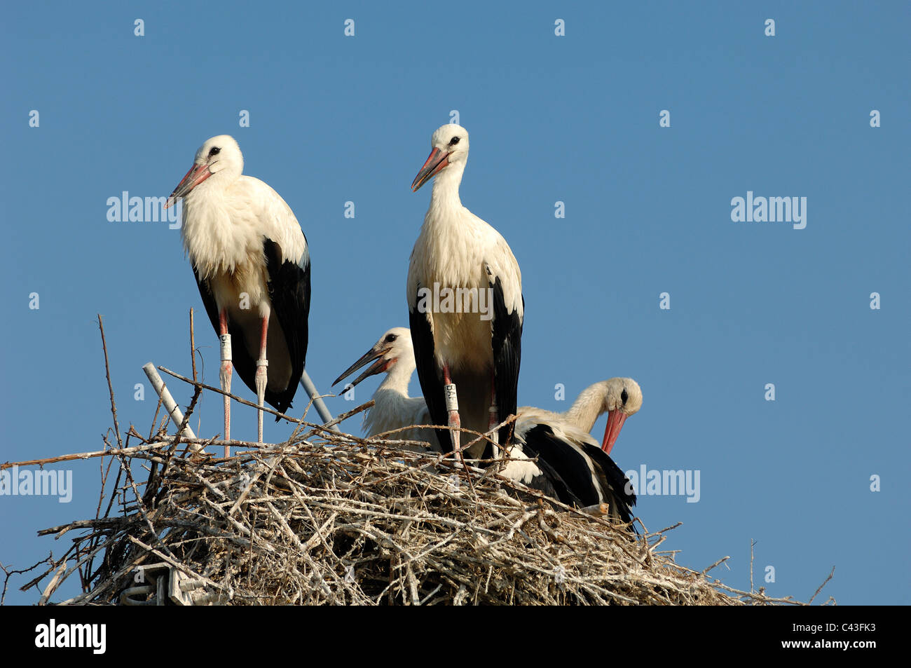 Quattro Cicogna bianca (Ciconia ciconia) in piedi su un enorme ramoscello nido in Camargue Provenza Francia Foto Stock