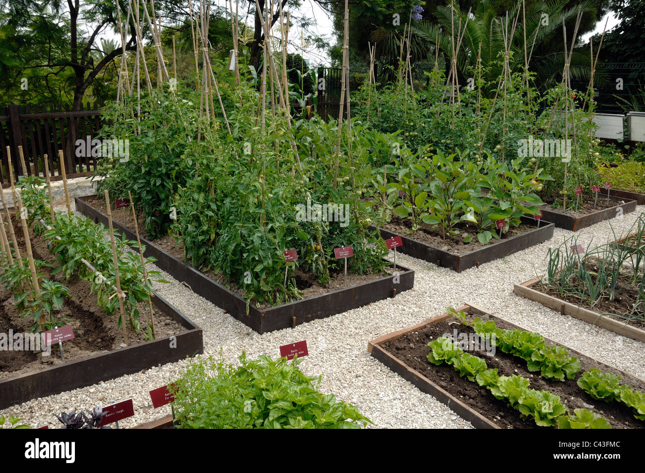 Orto, Potager o cucina giardino con piante di pomodoro & Lattughe crescendo in parterres fioriti e righe Foto Stock