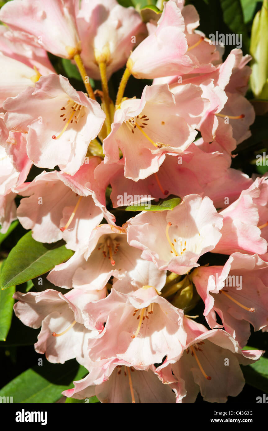 Rhododendron yakushimanum 'Surrey Heath' Foto Stock