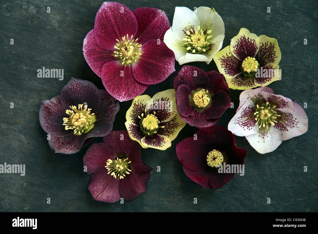Una selezione di fiori Veratro su una piastrella di ardesia Foto Stock