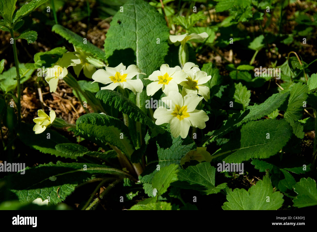 Primo piano di rose selvatiche Primrose fiori di fiori di rosa primitivo in fiore giallo primula vulgaris in primavera Inghilterra Regno Unito GB Great La Gran Bretagna Foto Stock