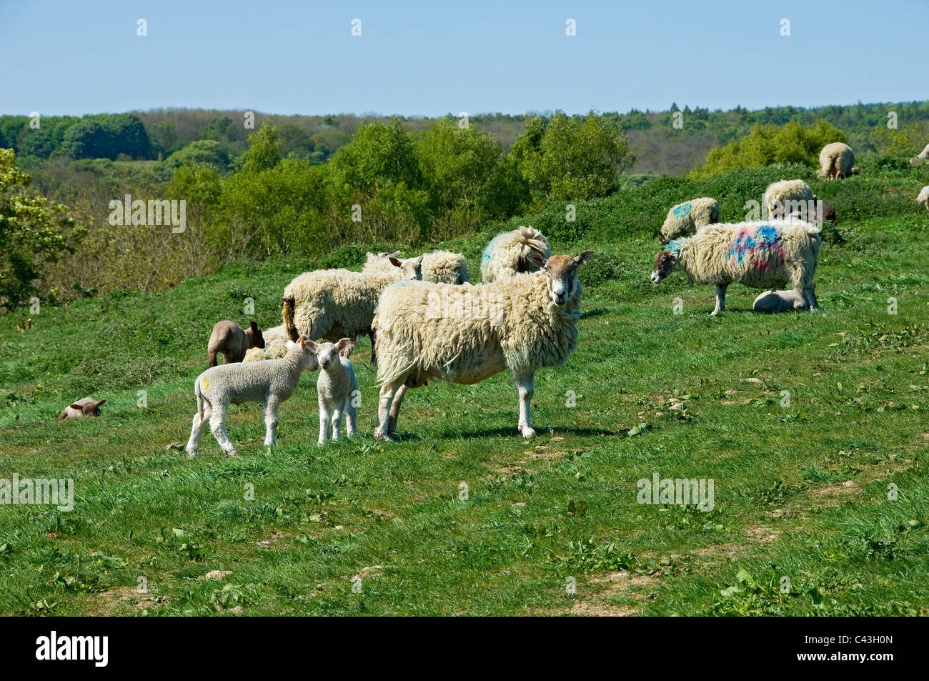 Pecore e agnelli vagano nella brughiera in primavera, North Yorkshire Inghilterra Regno Unito Gran Bretagna Foto Stock