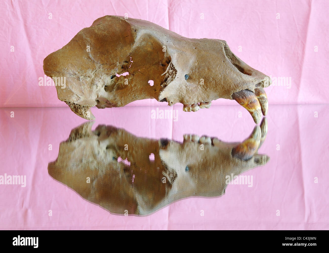 Cranio di una grotta orso bruno su una superficie liscia Foto Stock