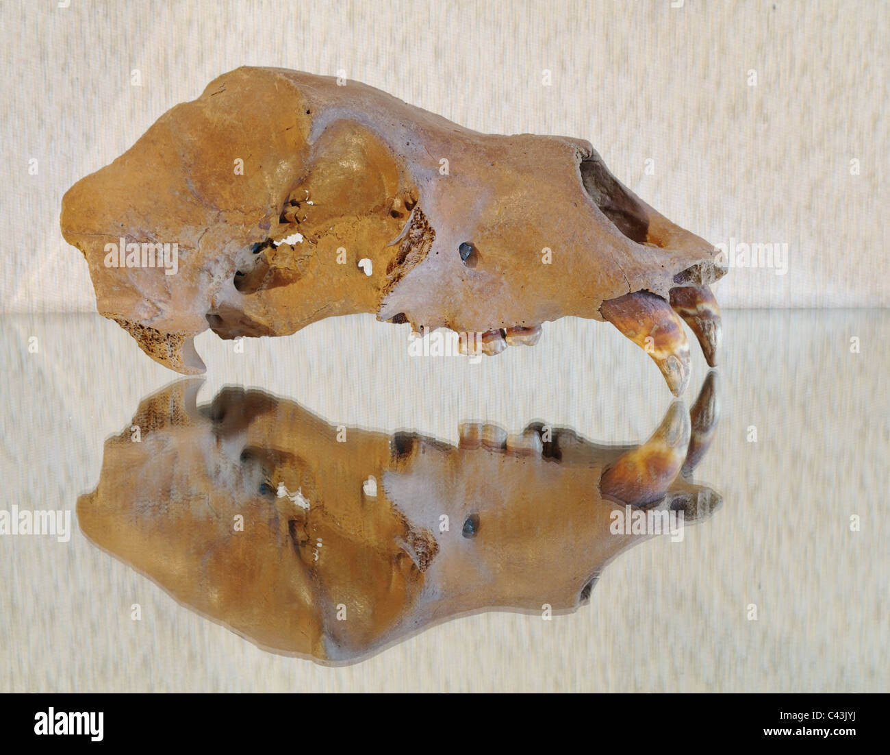 Cranio di una grotta orso bruno su una superficie liscia Foto Stock