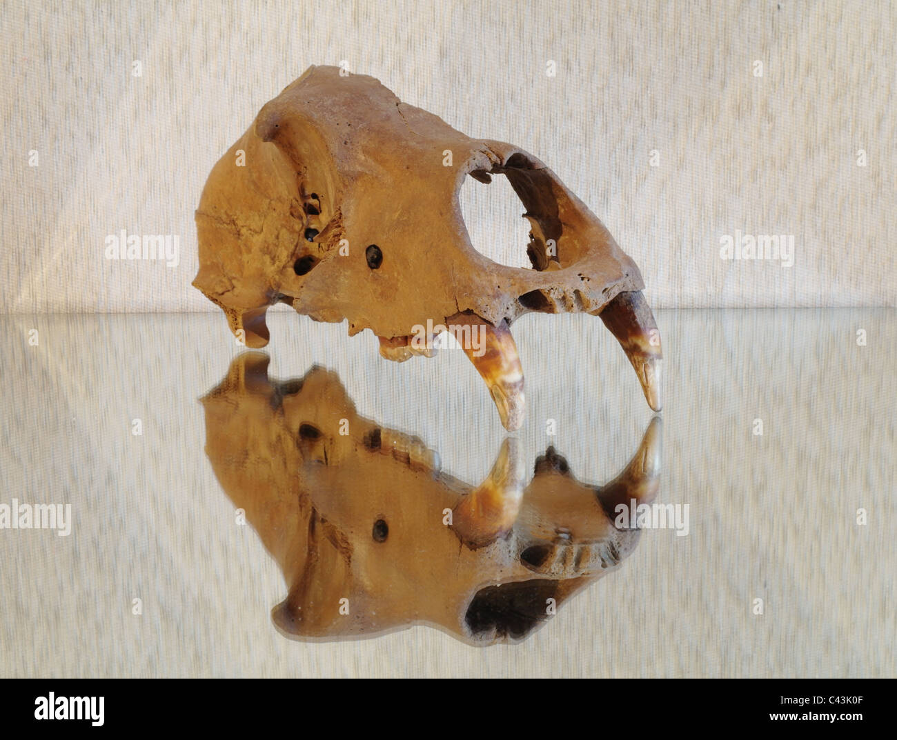 Cranio di una grotta orso bruno su una superficie liscia Foto Stock