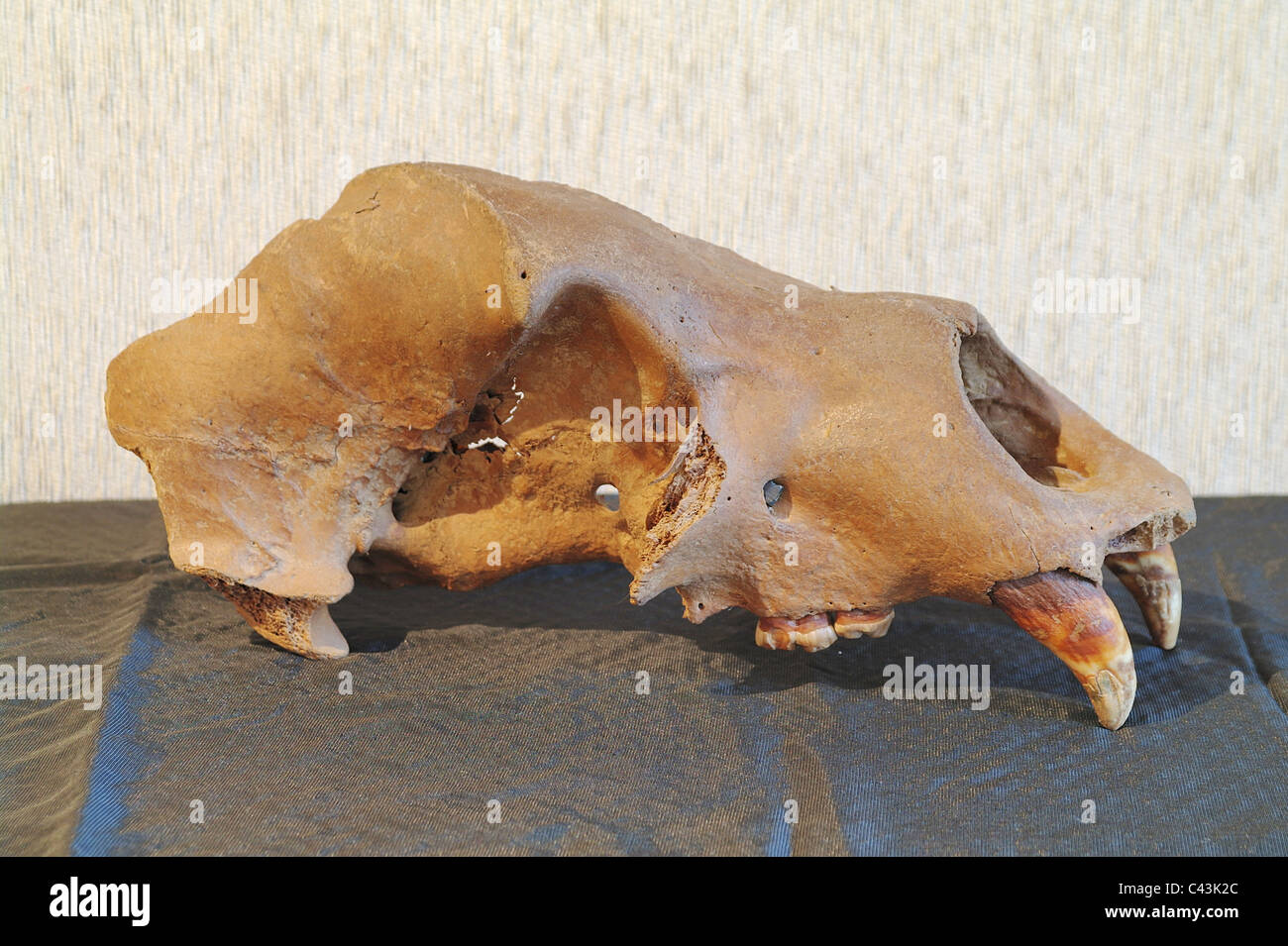 Cranio di una grotta orso bruno Foto Stock