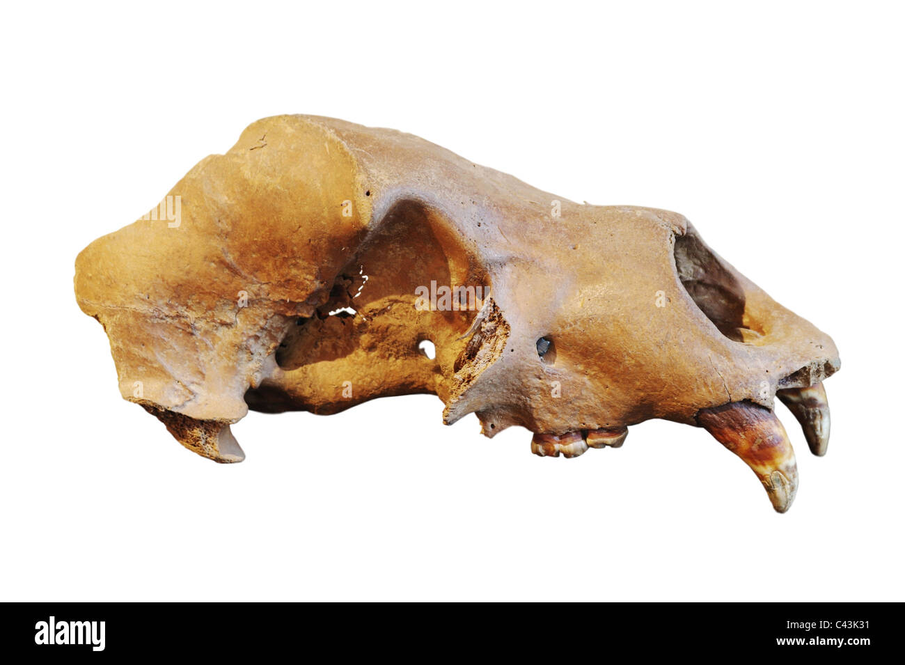 Cranio di una grotta orso bruno Foto Stock