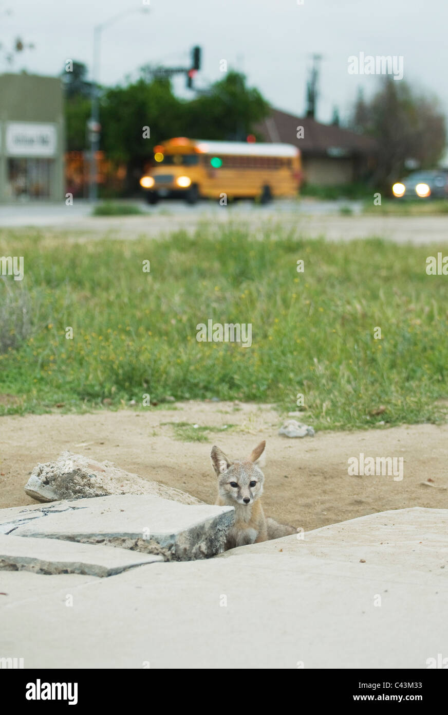 San Joaquin Kit Fox (Vulpes vulpes macrotis mutica) adulto presso il marciapiede den ingresso, Bakersfield, California in via di estinzione Foto Stock