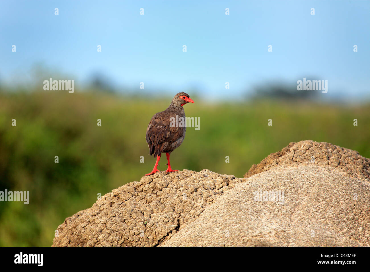Africa, Africana, viaggi, natura, uccelli, uccelli, sub-sahariana, Africa Orientale, Scenic, paesaggio, viaggio, viaggio, avventura, tropici, tro Foto Stock