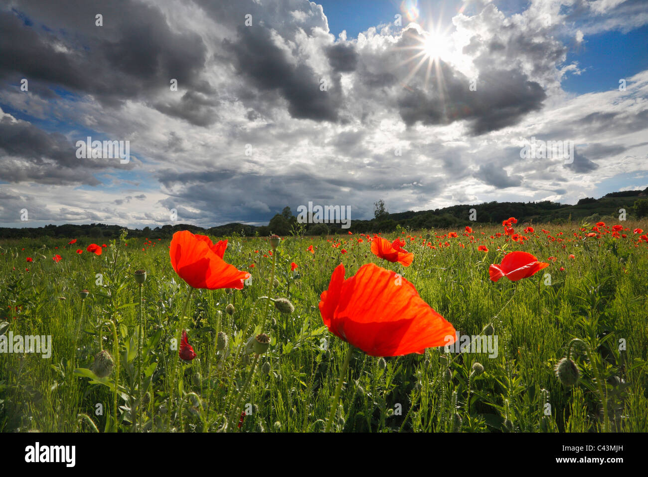 Di papavero Foto Stock