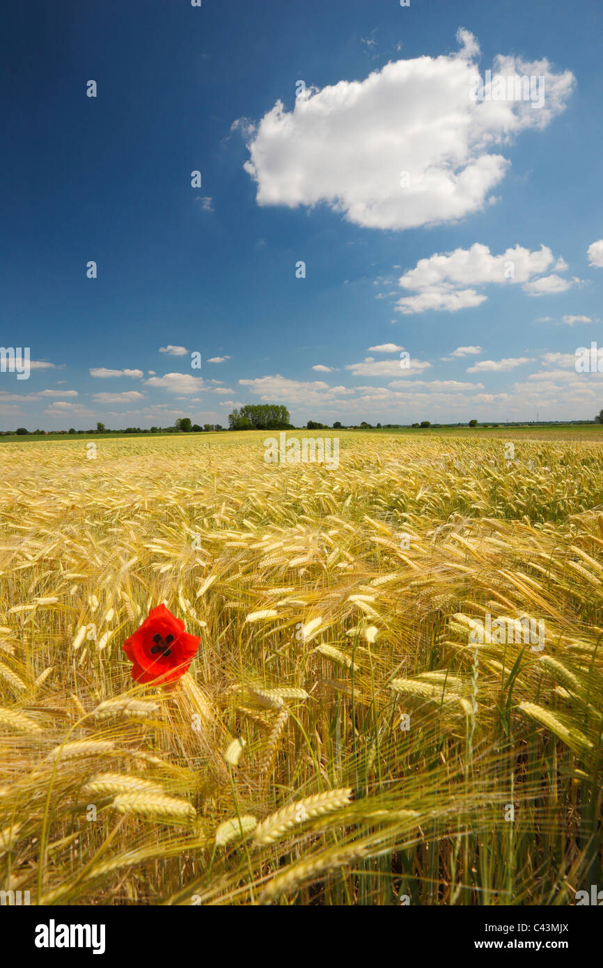 Semi di papavero in un campo Foto Stock