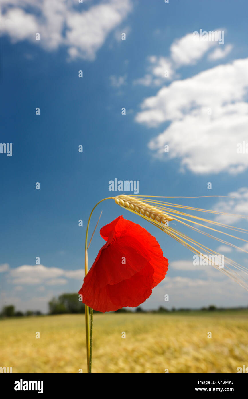 Frumento e papavero Foto Stock