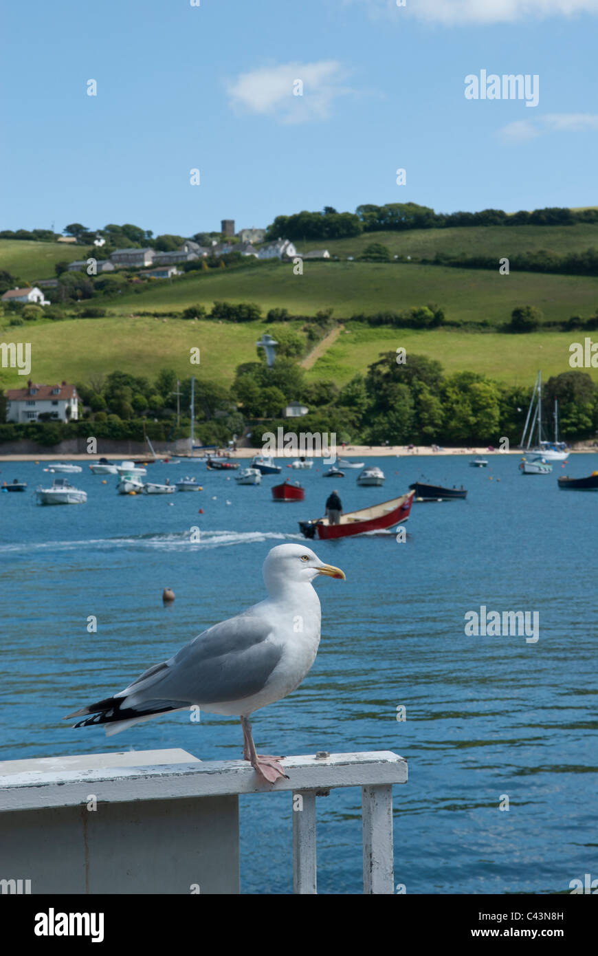 Seagull in appoggio a marina Salcombe in una giornata di sole, South Devon, Regno Unito con il blu del mare e coste collinari come sfondo Foto Stock