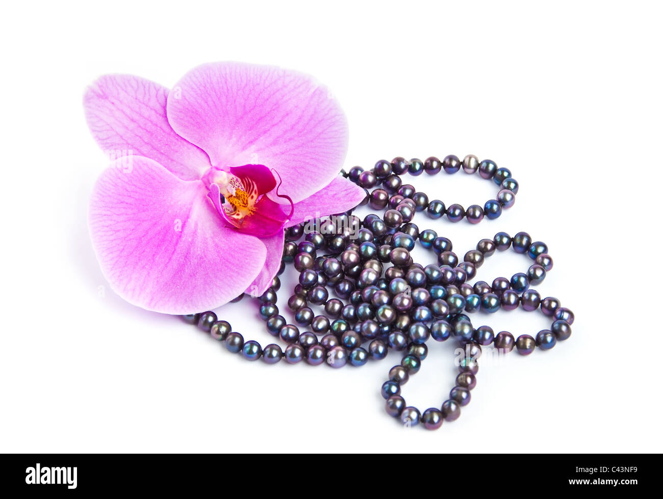 Orchid con una collana di perle. Foto Stock