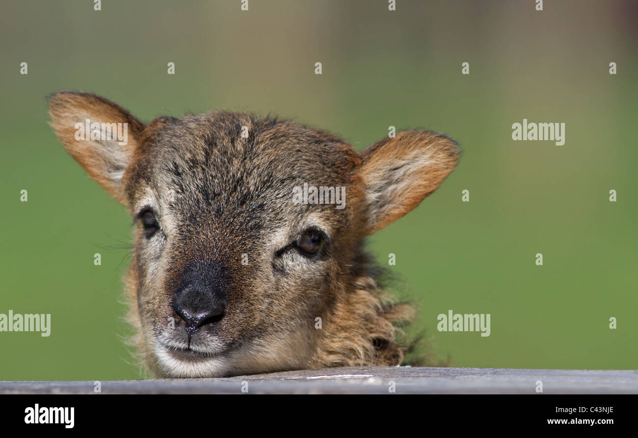 Pecore soay età del bronzo bovini di razza rara di agnello Foto Stock