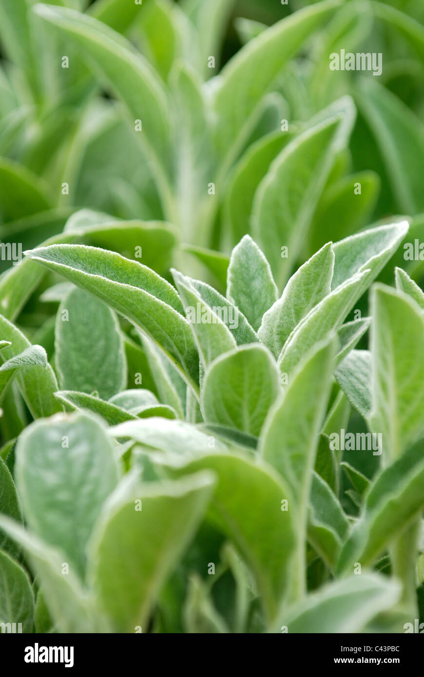 Agnello orecchio della pianta, Stachys byzantina Foto Stock