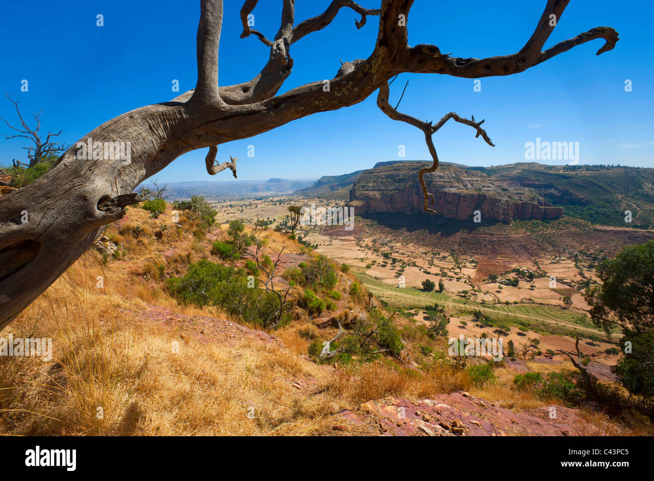 Gerealta, Africa, Etiopia, highland, punto di vista, albero morto, mortale, albero, legno Foto Stock