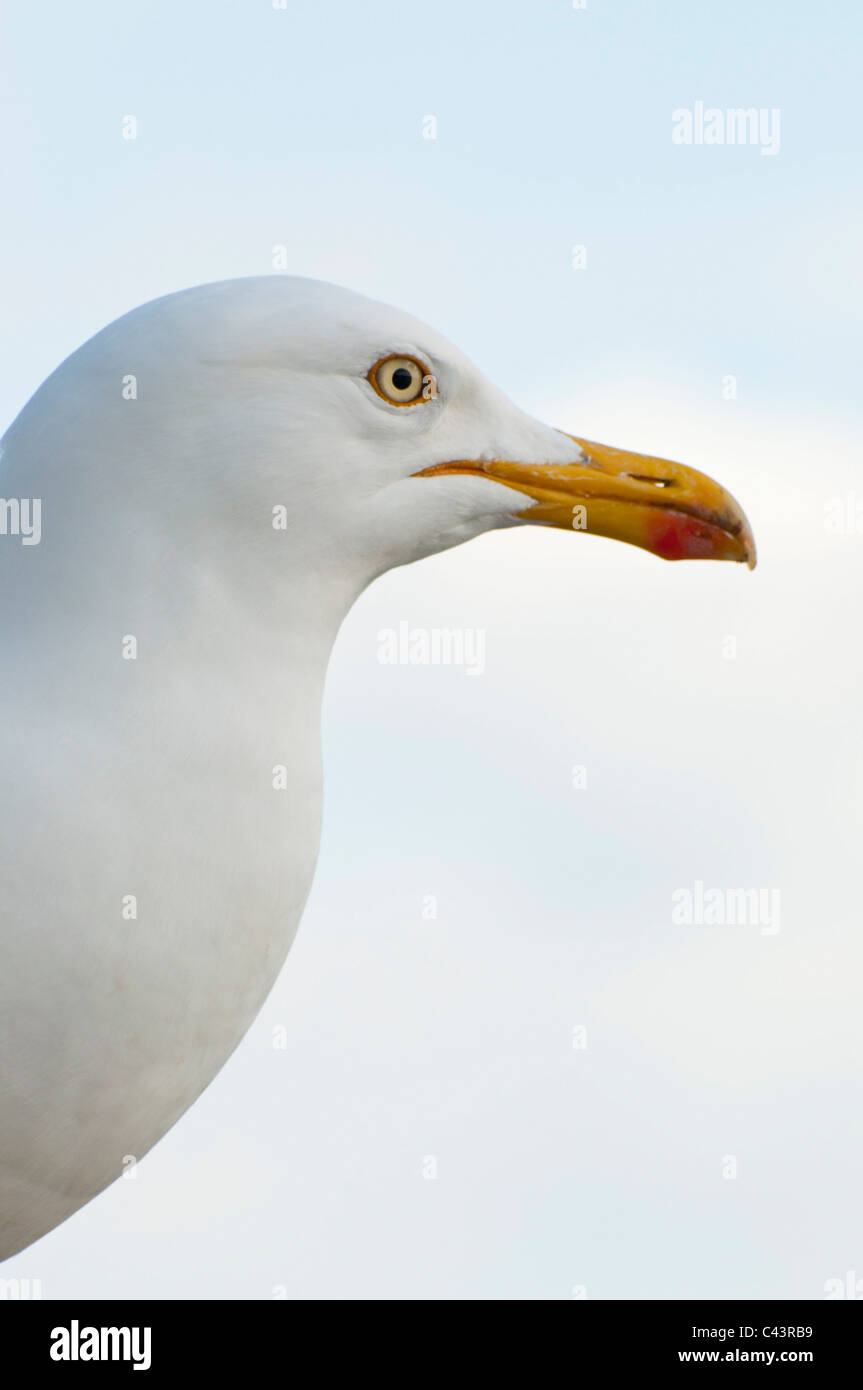 Close up di un gabbiano aringa . Larus argentatus . Foto Stock