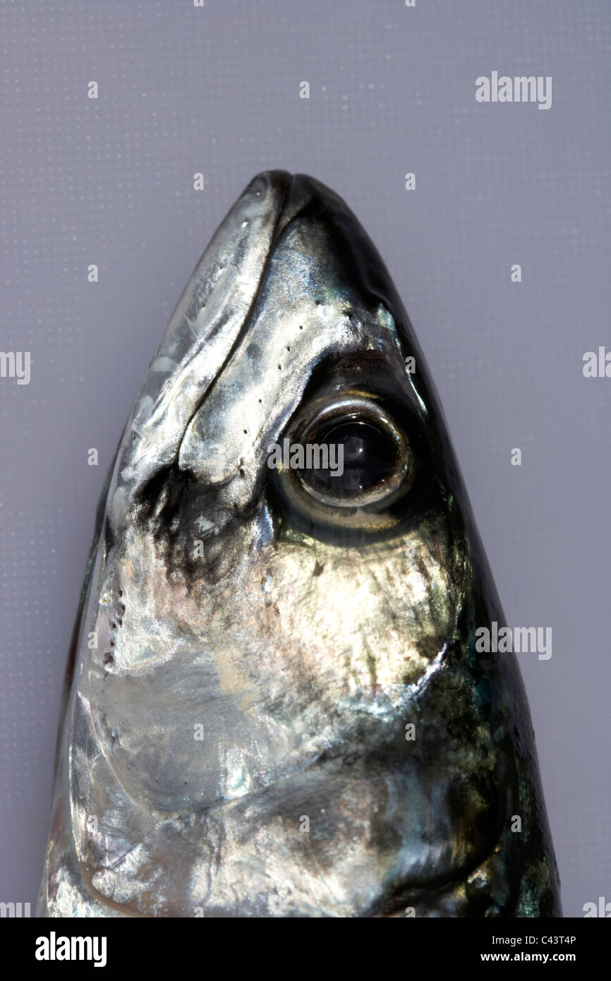 Testa e occhio limpido di appena pescato il pesce sgombro su una plastica tagliere Foto Stock