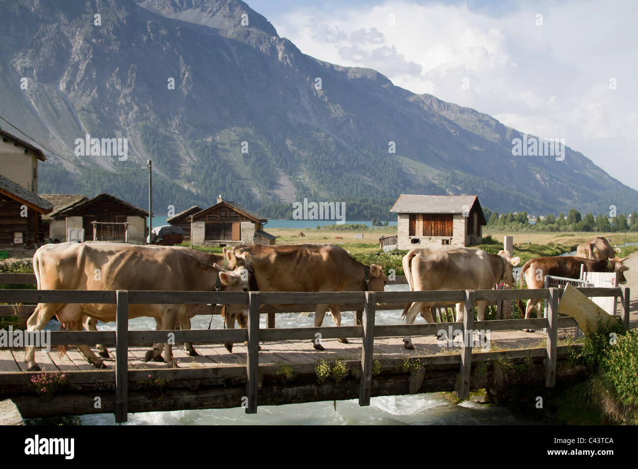 Alp, agriturismo Borgo, delta, Engadina, Grigioni, Grigioni, penisola, Isola, mucca, di mucca stufe, Maloja, Svizzera, Europa, Sils, l Foto Stock