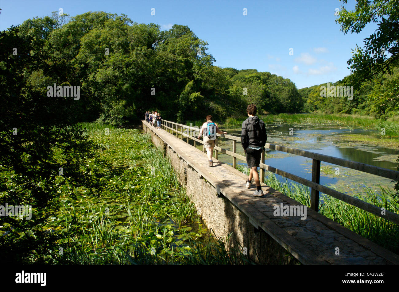 Bosherston stagni di fior di loto, Pembrokeshire, Galles Foto Stock