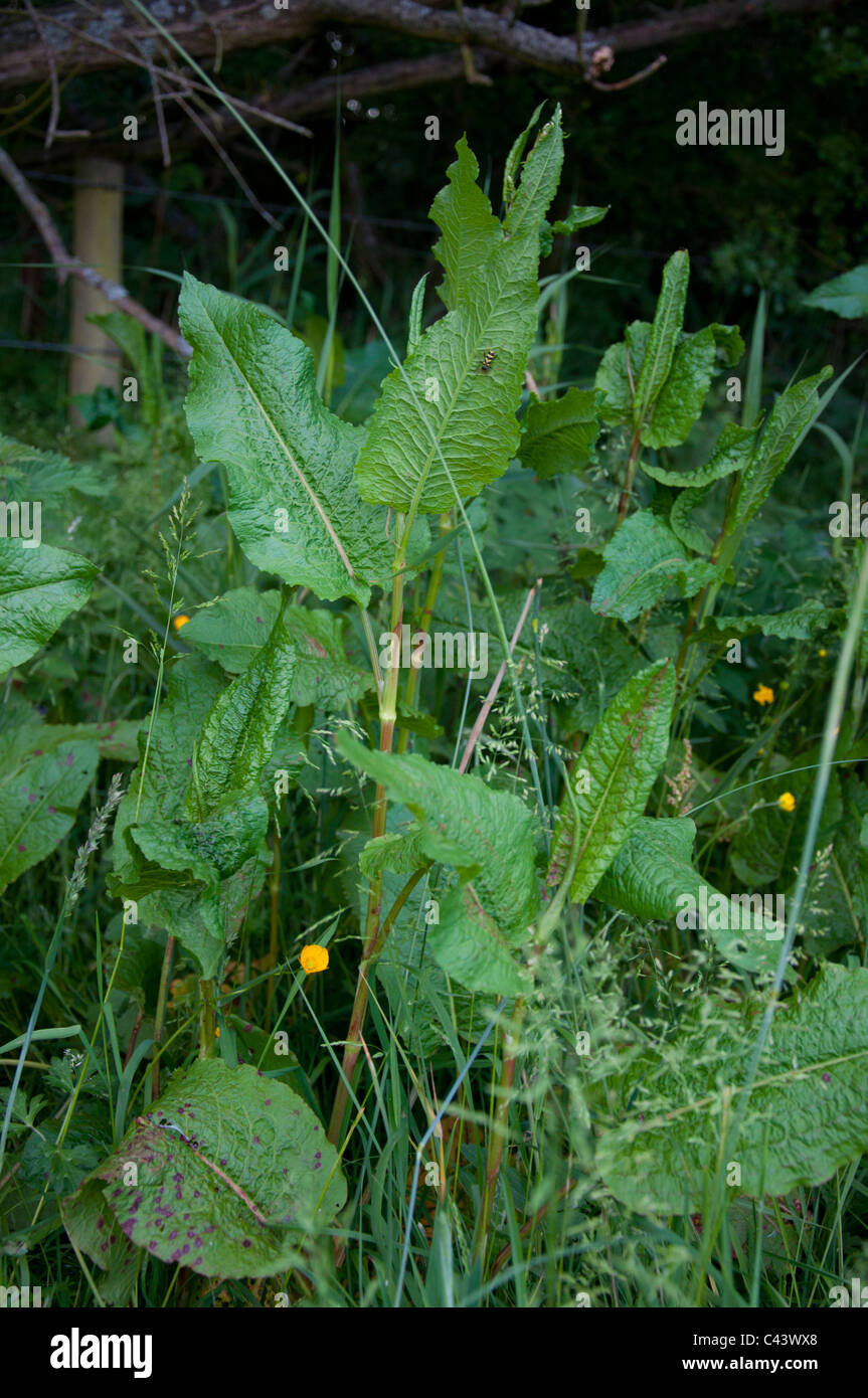 Di latifoglie foglie dock Rumex obtusifolius Foto Stock