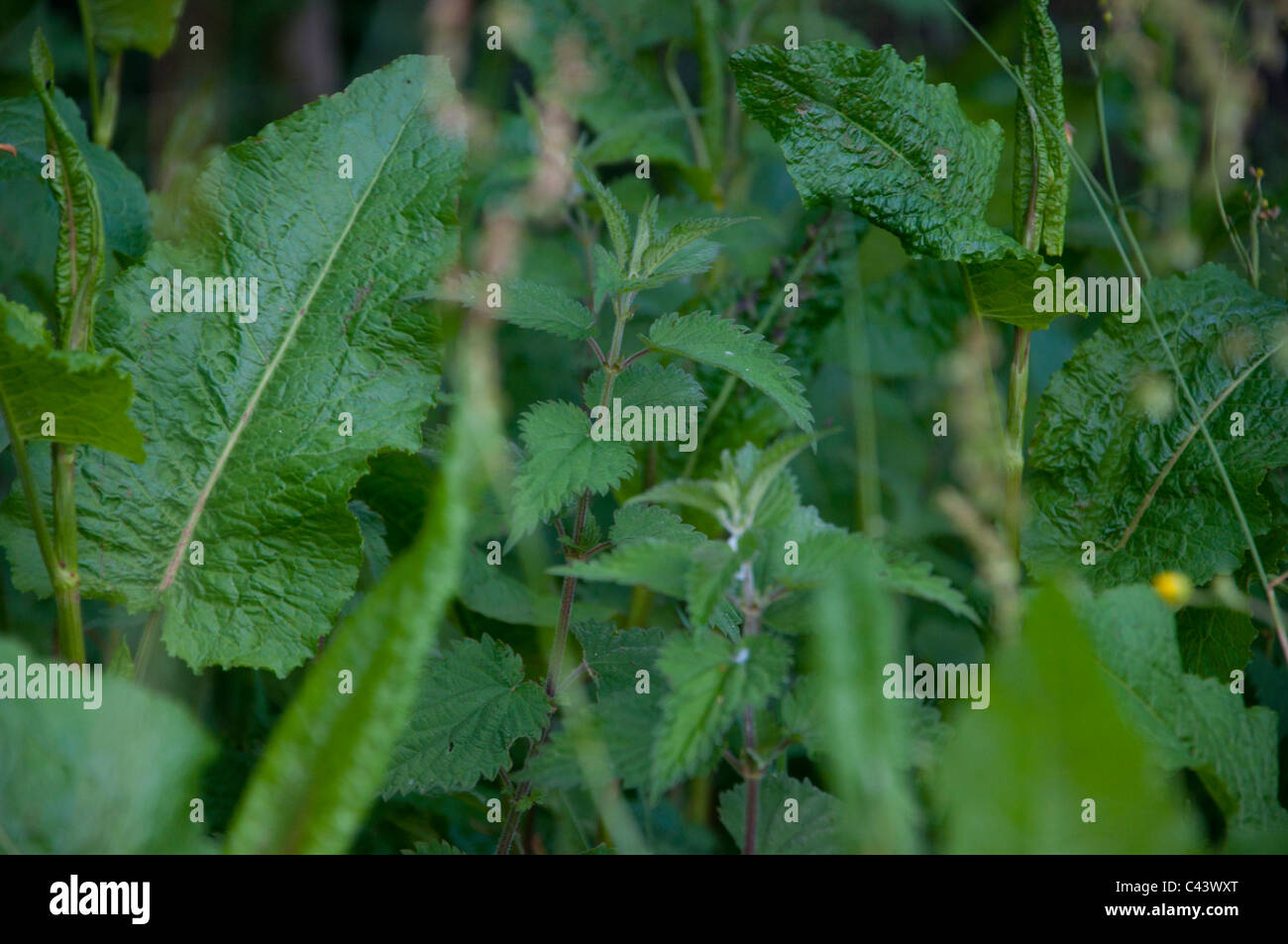 Di latifoglie foglie dock Rumex obtusifolius ortica Urtica dioica Foto Stock