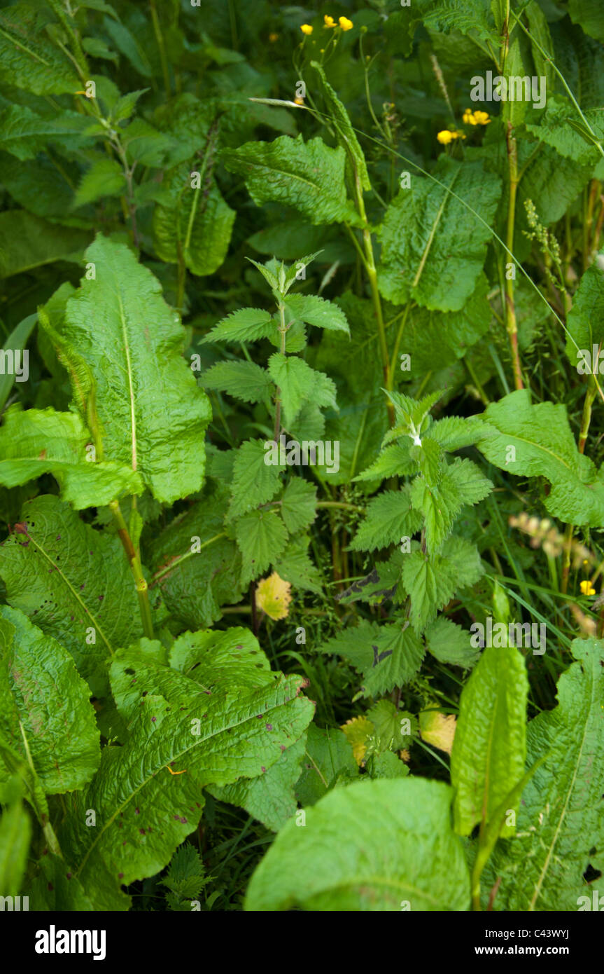 Di latifoglie foglie dock Rumex obtusifolius ortica Urtica dioica Foto Stock