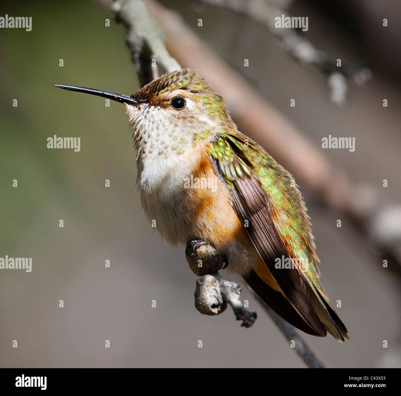 Una femmina di rufous hummingbird (Selasphorus rufus) arroccato nella luce del sole del pomeriggio, Wasatch Range, Utah. Foto Stock