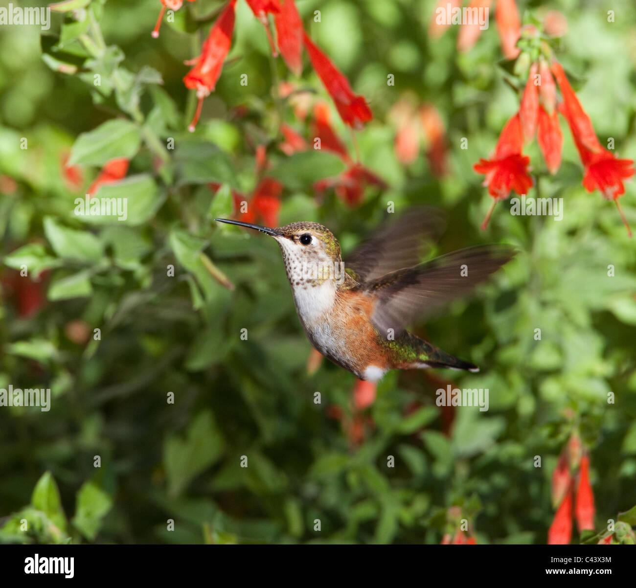Una femmina di rufous hummingbird (Selasphorus rufus) alimentazione su fiori di colore rosso nel pomeriggio di sole, Wasatch Range, Utah. Foto Stock