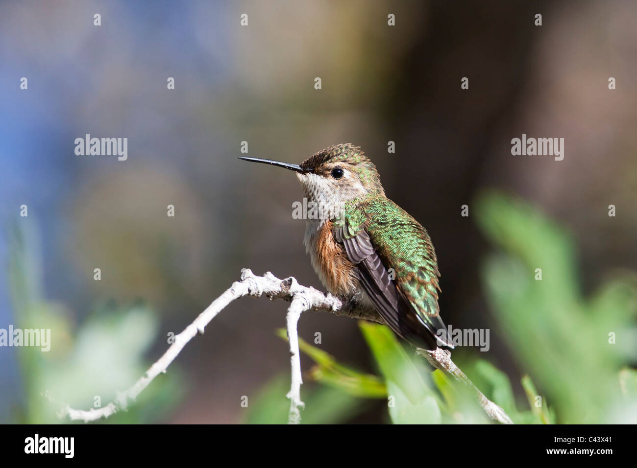 Una femmina di rufous hummingbird (Selasphorus rufus) arroccato nella luce del sole del pomeriggio, Wasatch Range, Utah. Foto Stock