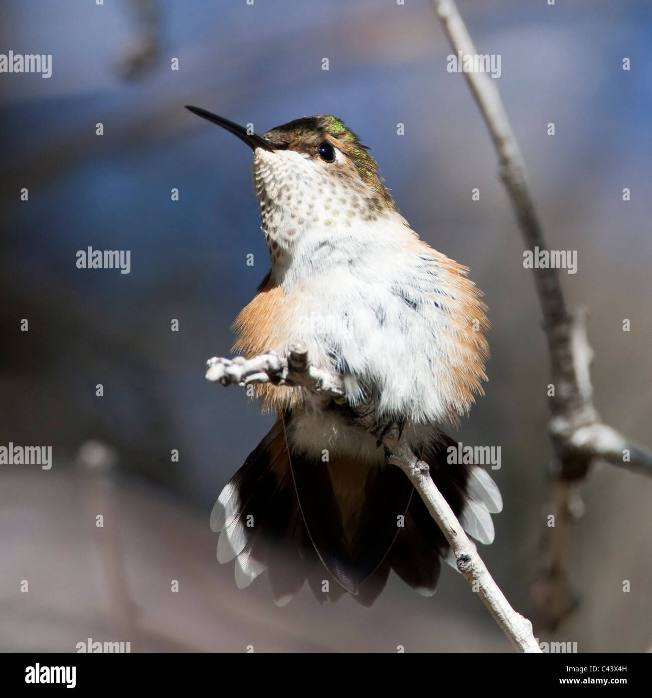 Una femmina di rufous hummingbird (Selasphorus rufus) arroccato nella luce del sole del pomeriggio, Wasatch Range, Utah. Foto Stock