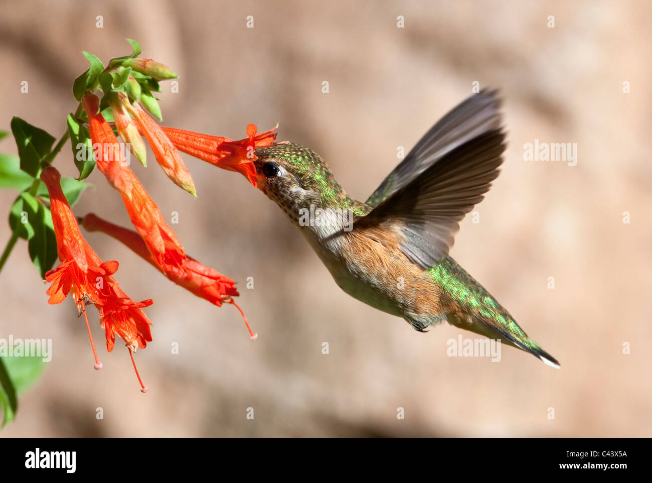 Una femmina di rufous hummingbird (Selasphorus rufus) alimentazione su fiori rossi, Wasatch Range, Utah. Foto Stock